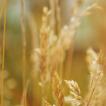 Обява за работа