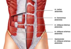 мускули на корема упражнения за корем